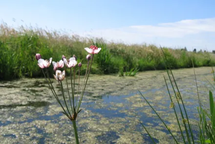 Natuurbeleid en evaluaties