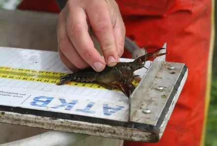 Quickscan exotische rivierkreeften