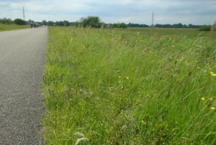 Ecologisch bermbeheer