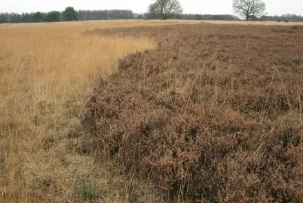 Stikstofdepositieberekeningen en voortoetsen (Aerius)