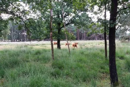 Ecologische ondersteuning gebiedsprocessen