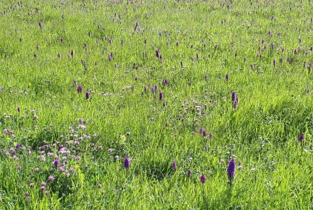 Natura 2000 toetsingen