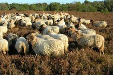Beheerplannen en -advies