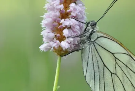 Monitoring en meetnetten