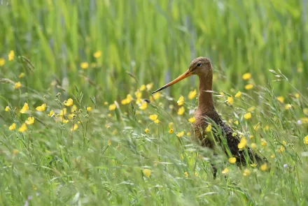 grutto in weidelandschap