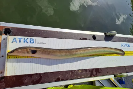 Schieraal op de meetplank.