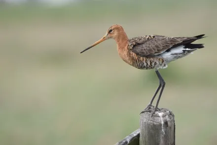 grutto op een paaltje