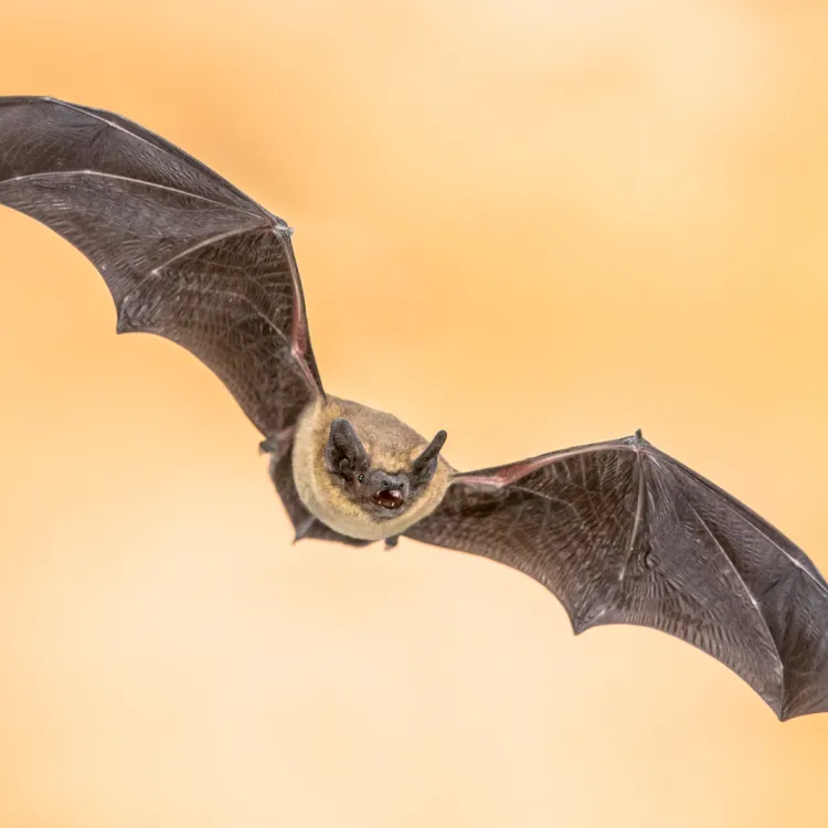 Foto van vleermuis